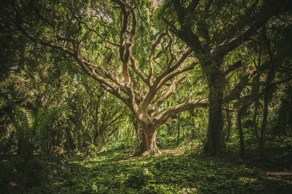 Een grote mysterieuze boom in een weelderig groen bos.